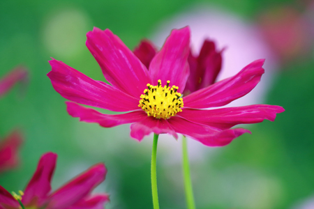 Cosmos beautiful blooming in the gardenの写真素材