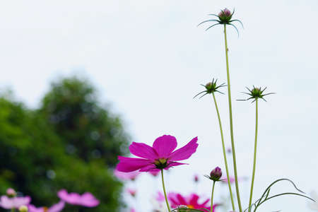 Cosmos beautiful blooming in the garden