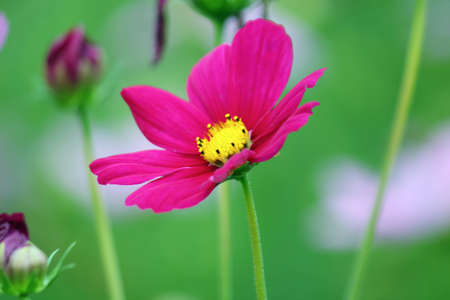 Cosmos beautiful blooming in the gardenの写真素材