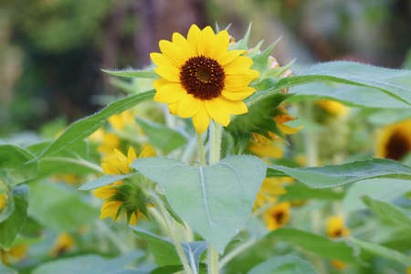 Beautiful sunflowers blooming in the fieldの写真素材