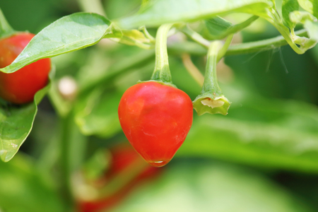 Fresh chilli in the home gardenの写真素材