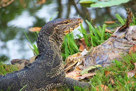 Water monitor close upの写真素材