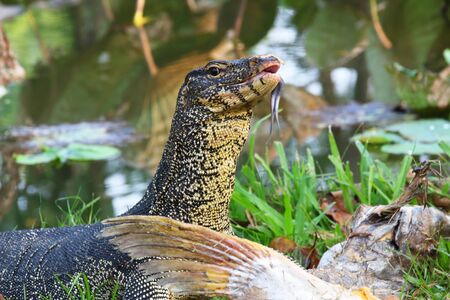 Water monitor eating fish