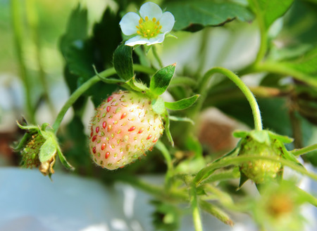 Strawberry in the gardenの写真素材