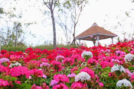 Beautiful pink flowers garden in Thailandの写真素材