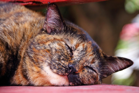 Cute Thai cat sleeping on the floorの写真素材