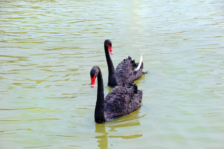 Black Swans in the lake Thailandの写真素材