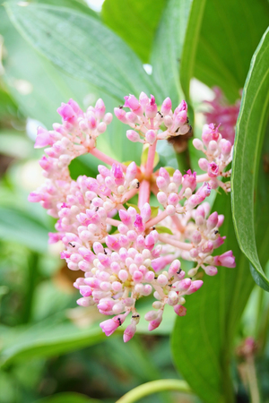 Beautiful pink flowers garden in Thailandの写真素材