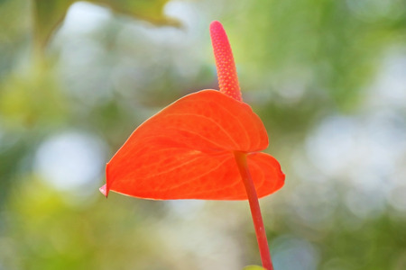 Beautiful red Flamingo Flower blooming in the gardenの写真素材