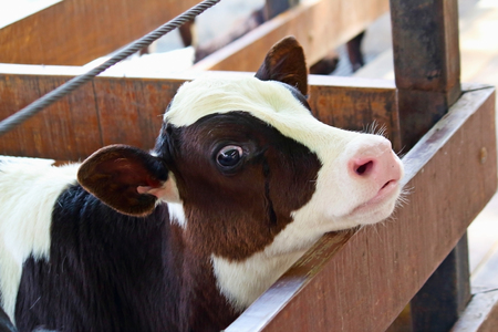 calf is looking in the farmの写真素材