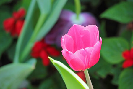 Pink tulip blooming in the gardenの写真素材
