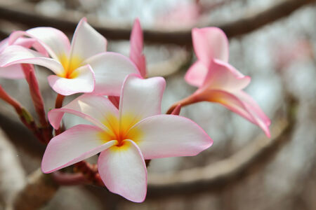 Beautiful Plumeria blooming in the garden at Thailandの写真素材