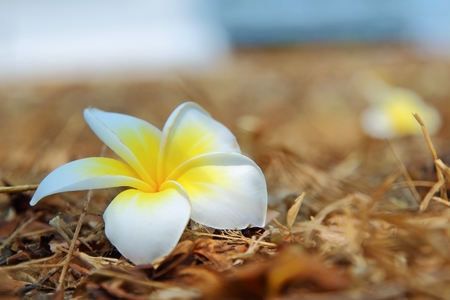 Plumeria falling on the floorの写真素材