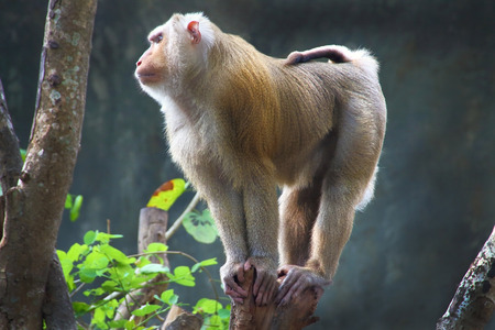 Pig-tailed macaque standing on a stump
