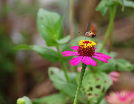 Pink zinnia blooming in the garden