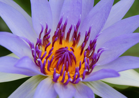 Purple lotus blooming in the lakeの写真素材