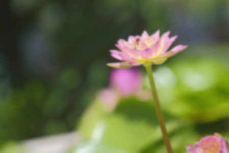water lily in natural is blur backgroundの写真素材