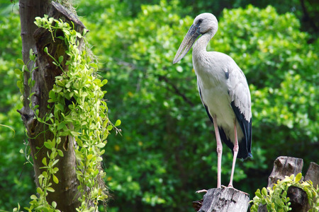 Asian Openbill in the natural,Thailandの写真素材