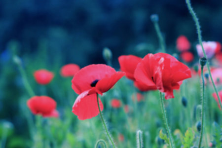 Red opium in the natural  blur background vintageの写真素材