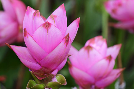 Siam Tulip blooming in garden Thailandの写真素材