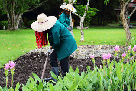 Bangkok, Thailand-July 24, Farmers planting flowers in plots,To promote the upcoming Siam Tulip Festival  at the park in Bangkok,Thailand on July 24, 2014 のeditorial素材