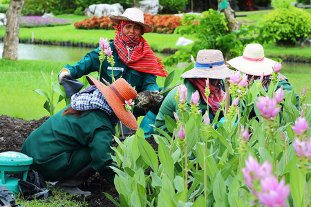 Bangkok, Thailand-July 24, Farmers planting flowers in plots,To promote the upcoming Siam Tulip Festival  at the park in Bangkok,Thailand on July 24, 2014 のeditorial素材