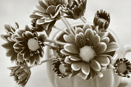 Chrysanthemum in vase on wooden table Sepia tone.の写真素材