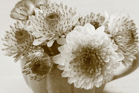 Chrysanthemum in vase on wooden table, Sepia tone.の写真素材