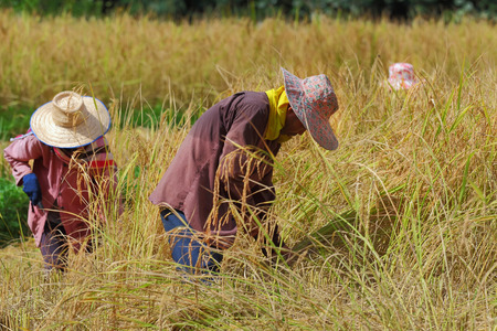 Chiang Mai, Thailand - November 3: Unidentified farmers were harvesting field rice  at the Ban Mae Klang Luang on Doi Inthanon in Chiang Mai, Thailand on November 3, 2014.のeditorial素材