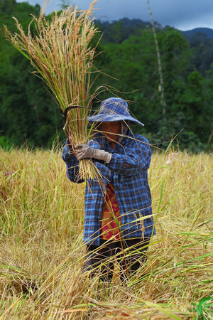 Chiang Mai, Thailand - November 3: Unidentified farmers were harvesting field rice  at the Ban Mae Klang Luang on Doi Inthanon in Chiang Mai, Thailand on November 3, 2014.のeditorial素材