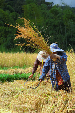 Chiang Mai, Thailand - November 3: Unidentified farmers were harvesting field rice  at the Ban Mae Klang Luang on Doi Inthanon in Chiang Mai, Thailand on November 3, 2014.のeditorial素材