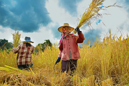 Chiang Mai, Thailand - November 3: Unidentified farmers were harvesting field rice  at the Ban Mae Klang Luang on Doi Inthanon in Chiang Mai, Thailand on November 3, 2014.のeditorial素材