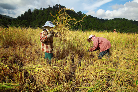 Chiang Mai, Thailand - November 3: Unidentified farmers were harvesting field rice  at the Ban Mae Klang Luang on Doi Inthanon in Chiang Mai, Thailand on November 3, 2014.のeditorial素材
