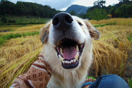 Close up white dogの写真素材