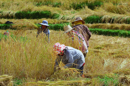 Chiang Mai, Thailand - November 3: Unidentified farmers were harvesting field rice  at the Ban Mae Klang Luang on Doi Inthanon in Chiang Mai, Thailand on November 3, 2014.のeditorial素材