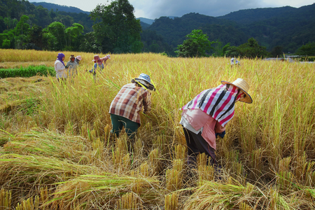 Chiang Mai, Thailand - November 3: Unidentified farmers were harvesting field rice  at the Ban Mae Klang Luang on Doi Inthanon in Chiang Mai, Thailand on November 3, 2014.のeditorial素材