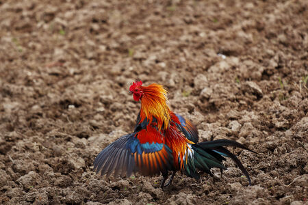cock on the farm
