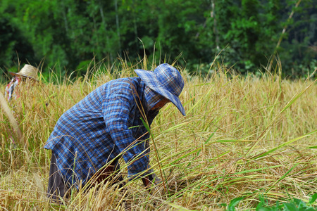 Chiang Mai, Thailand - November 3: Unidentified farmers were harvesting field rice  at the Ban Mae Klang Luang on Doi Inthanon in Chiang Mai, Thailand on November 3, 2014.のeditorial素材