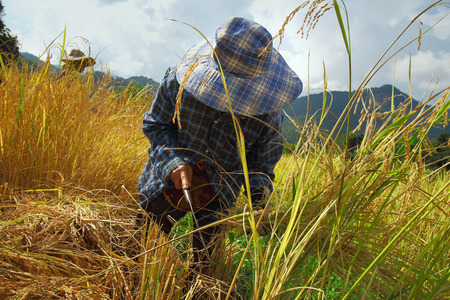 Chiang Mai, Thailand - November 3: Unidentified farmers were harvesting field rice  at the Ban Mae...