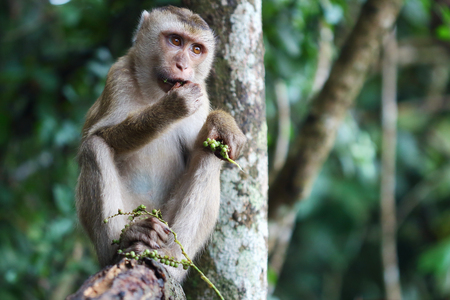 monkey eating food,close up