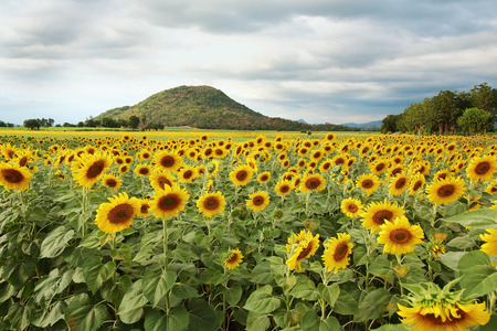 Beautiful Sunflowers blooming in the fieldの写真素材