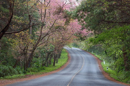 Road and Wild Himalayan Cherry beautiful nature of Thailandの写真素材