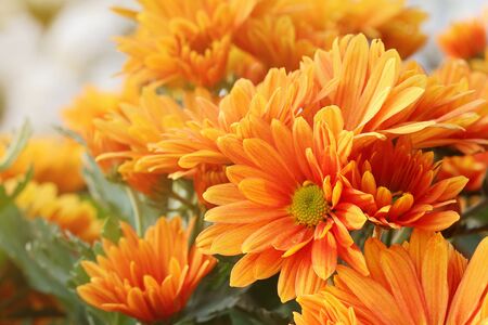 Orange Chrysanthemum flowers in parkの写真素材