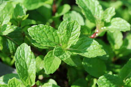 Kitchen Mint in the vegetable garden