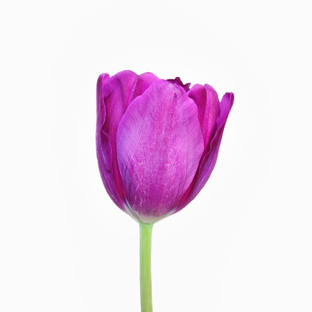 purple tulip and white background, isolated flowerの写真素材