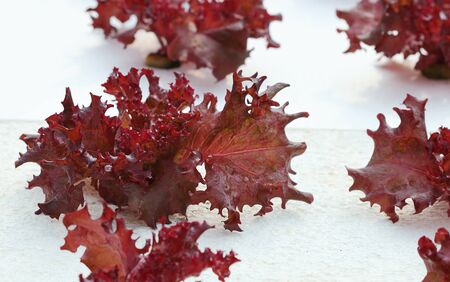 Red oak hydroponics in vegetable gardenの写真素材