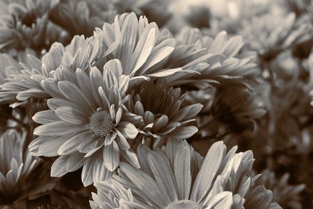 Orange Chrysanthemum flowers in flower garden, Sepia toneの写真素材