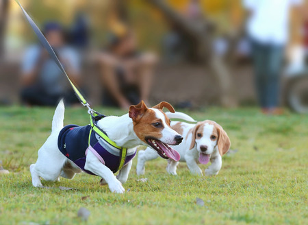 Jack Russell Terrier playing happily in the grassの写真素材