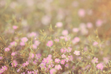Blurred background purple flowers garden, soft focus , vintage toneの写真素材