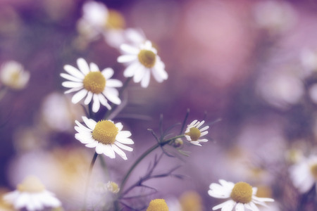 daisy flower, soft focus and blurred background, retro and vintage toneの写真素材